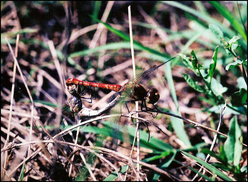 libellula 3: copula di Sympetrum... probabile striolatum